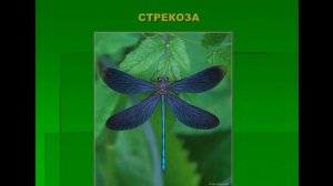 Загадки про насекомых