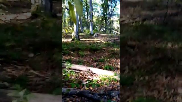 Ушёл с собакой за грибами часть 2. смотреть онлайн