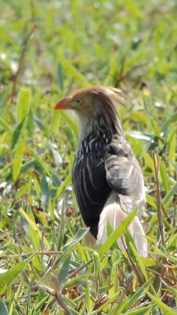 #faunabrasileira/ Anu branco смотреть онлайн