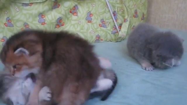 Котята Золотые