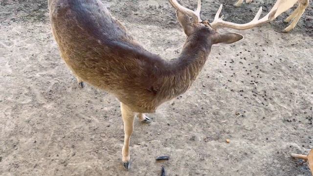 CAMEL PARK, LARNACA |VLOG:08|