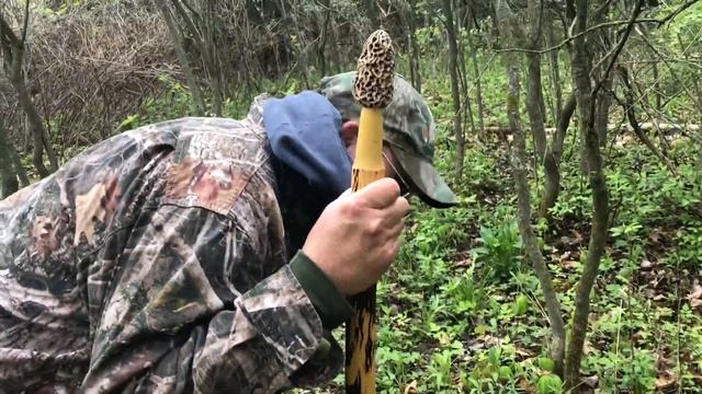 The Elusive Morel Mushroom Hides Before Your Very Eyes! смотреть онлайн