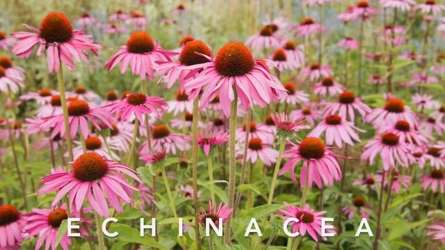 Candida, come Prevenirla e Curarla con i rimedi della Medicina Naturale смотреть онлайн