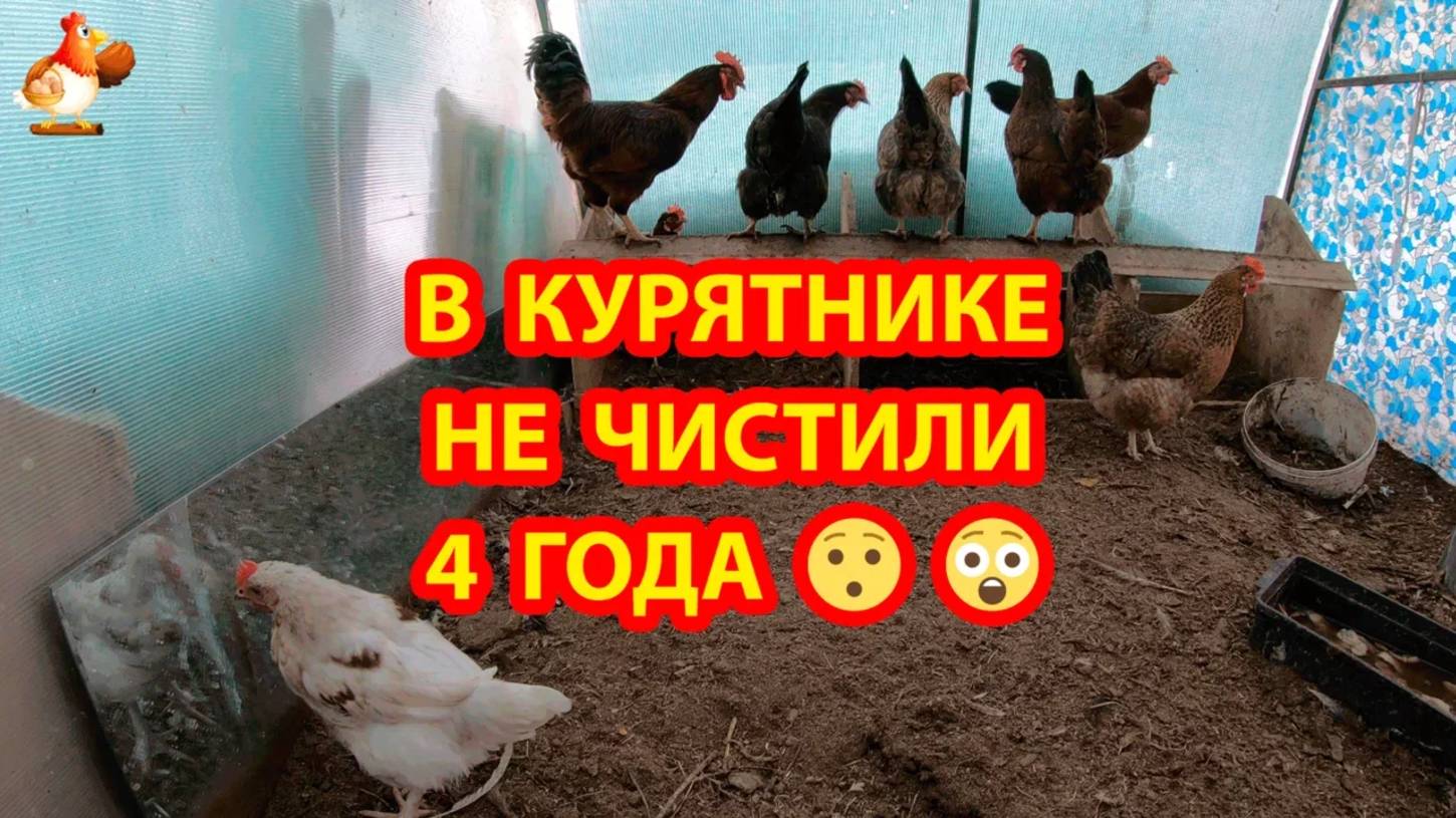 В курятнике не чистили 4 года