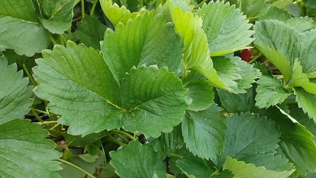 Біопрепарати актарофіт, фітодоктор, триходермін ENZIM Biotech. Відгуки після використання.