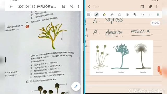 Pembahasan Soal Fungi Kelas X смотреть онлайн