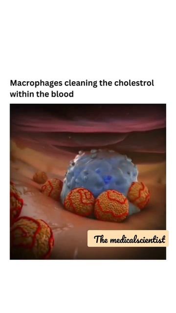 how macrophage works 🔥😎🔥. #biology #macrophages #cells #shortsyoutube