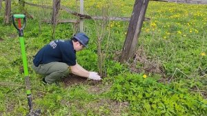 Живая изгородь первый сезон, шиповник