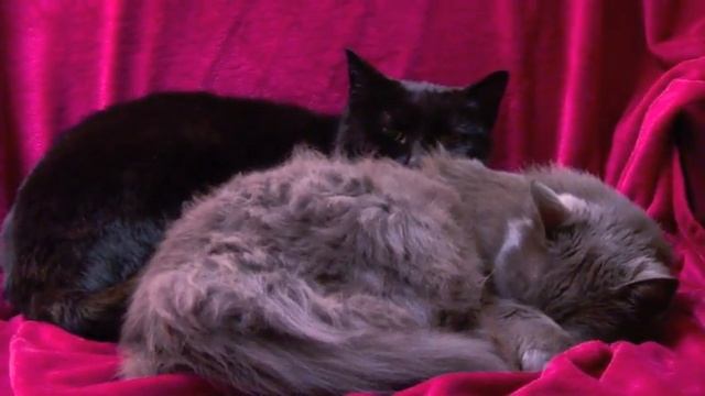 Have a Merry Pussy from Whisker City смотреть онлайн