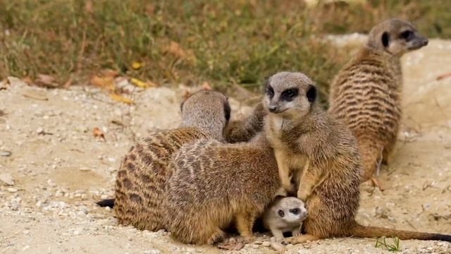 Meerkats (Suricata suricatta)