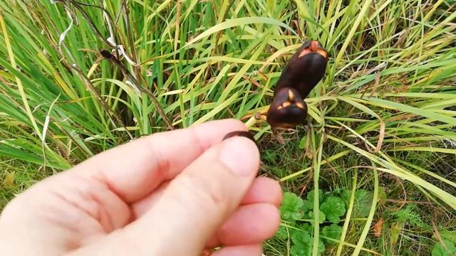 За грибами, за лесными дарами ч 2 смотреть онлайн