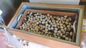 вылупление перепелят в инкубаторе