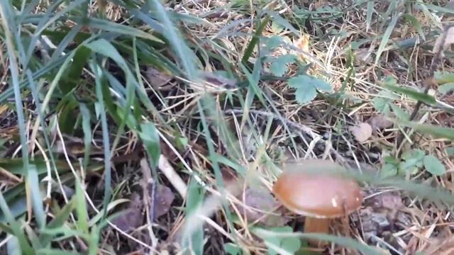 Бабье лето.Осенний лес. смотреть онлайн