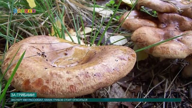 ЗА ГРИБАМИ! смотреть онлайн