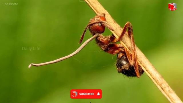 Zombie Ants - Ophiocordyceps Unilateralis - Rare Species #3 смотреть онлайн