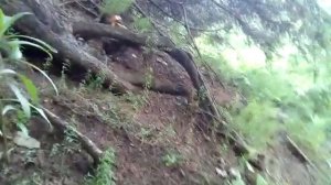 Тихая охота. Где прячутся белые грибы.