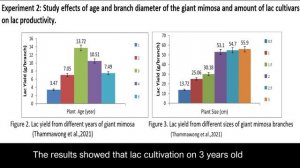 Lac Insect Cultivation on Local Weeds for Increasing Lac Production (ANIM013)