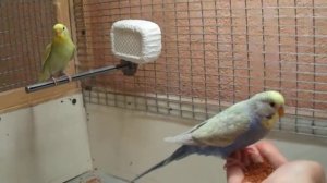 Мои волнистые попугайчики