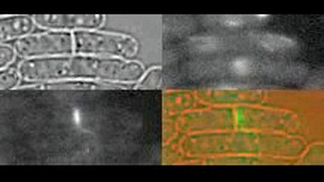 Cytokineses in S. pombe смотреть онлайн