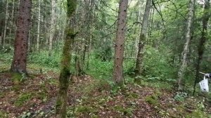 Уаз патриот, я и грибы лисички)))