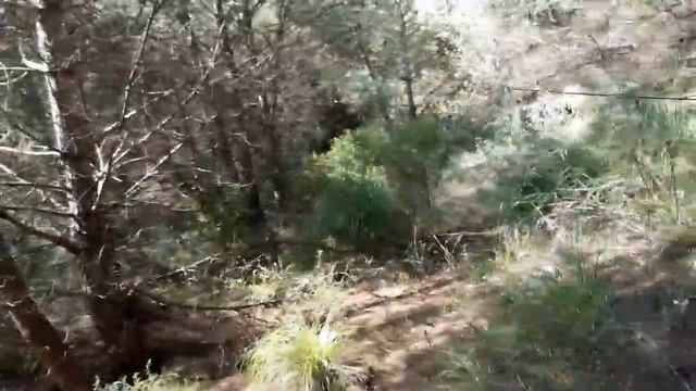 КАК ИСКАТЬ МАСЛЯТА В ПРИГОРОДЕ БАРСЕЛОНЫ !!! смотреть онлайн