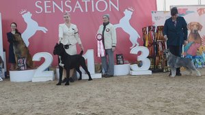 02.02.2025, СПб. Клуб "Сенсация-2". Выставка собак САС 2 группы FCI