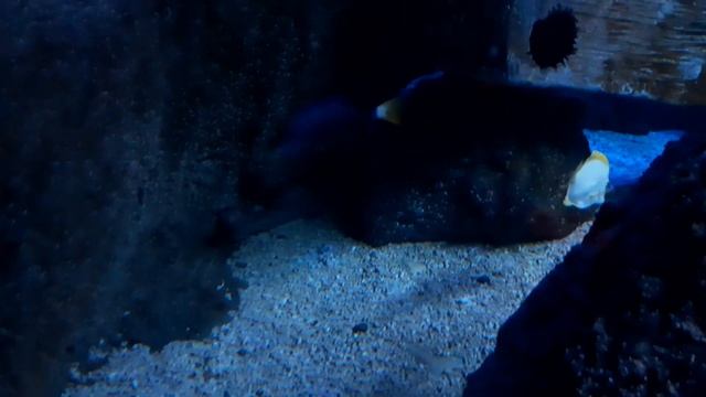 Coral Catshark (Atelomycterus marmoratus)