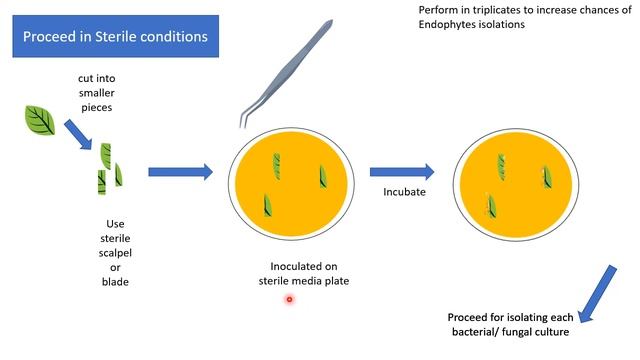 Isolation of Endophytes | Microbiology | Biotechnology