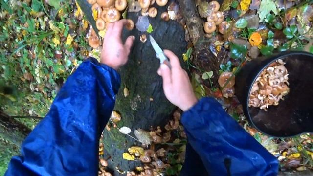 Опята в снегопад!!!Миллионы грибов!!!Ведро отборных опят за пол часа!!! смотреть онлайн