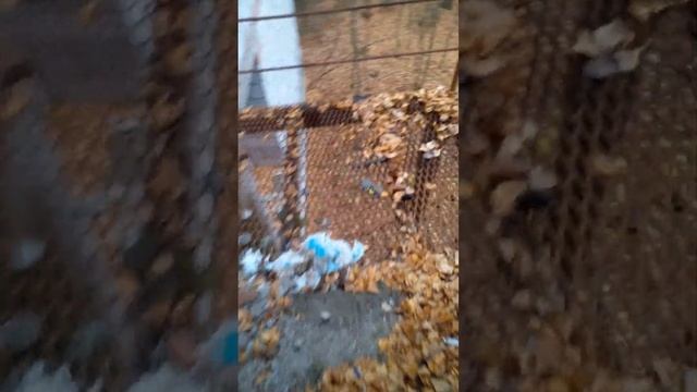 жизнь в лесу.хожу по лесу,вышел за грибами.попал в заброшенный 🏚 домик. смотреть онлайн