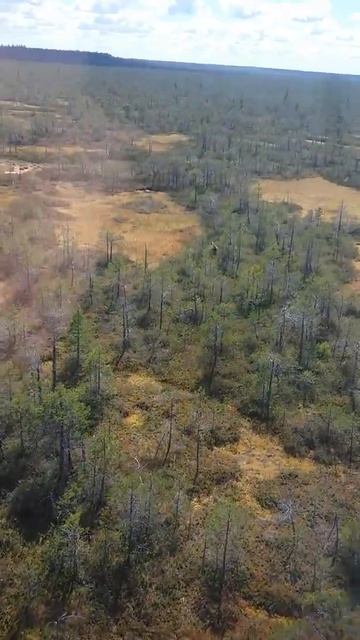 Медведь на болоте смотреть онлайн