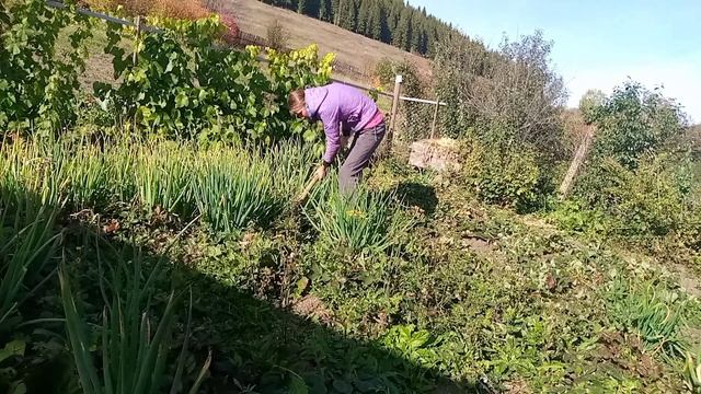 Загадочные грибы: Открываю вам мир уникальной природы/Деревенская жизнь смотреть онлайн