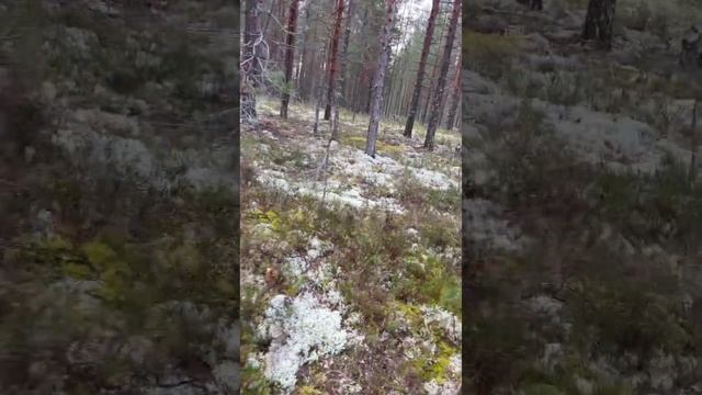 Боровики Карелии 1.09.2023.часть5 смотреть онлайн