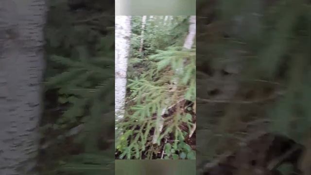 в лес за грибами , да и просто прогуляться смотреть онлайн