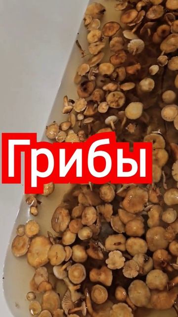 Европейский день грибов