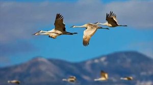 Дни как звук отшумят   христианская песня