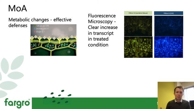 Host plant defence responses