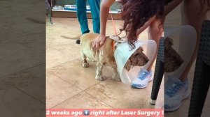 Lara’s Laser Surgery Recovery !