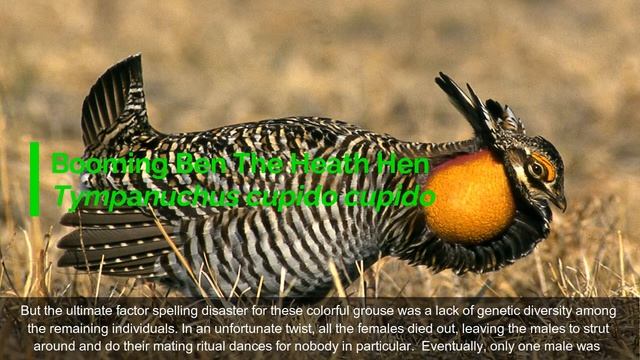 Top 10 Animal Endlings: The Last Of Their Kind Before Extinction