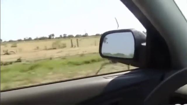 Страус пошёл смотреть онлайн