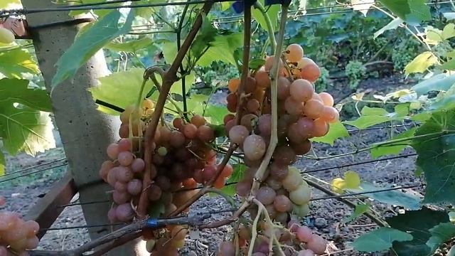 Виноград Румын(Гусев С. Э.) виноградник Король В. Н. Краснодар 07.08.23 г. смотреть онлайн