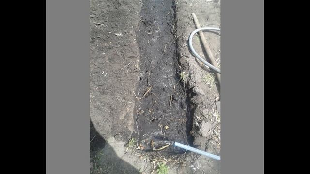 Секреты посадки малины весной зелеными корневыми отпрысками. смотреть онлайн