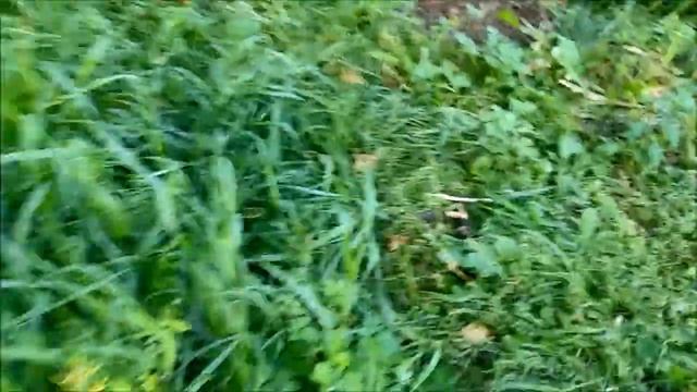 Бабье лето пришло// Углубила дренажную канавку// Пересадка подросших растений//В саду выросли опята