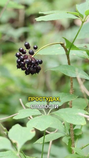 Элеутерококк - природный допинг