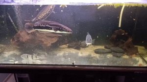 Channa micropeltes(wężogłów czerwony) 45cm feeding(karmienie)