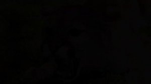 Пума.Звуки и фото Пумы.Кугуар. Рык Пумы