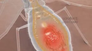 Leishmania & insect = phlébotome  (2)
