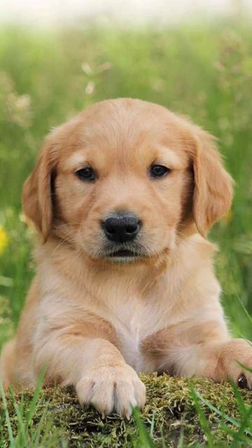 Thoughts of an abused puppy #poetry by Sammie смотреть онлайн