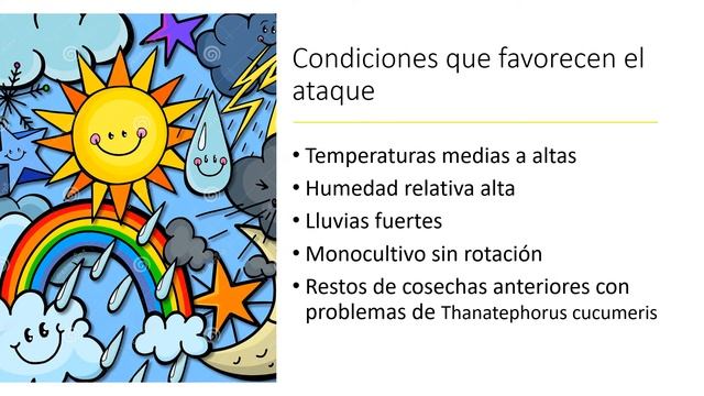 Rizoctonia solani en frijol - Estudiante: Eddy Bermudez смотреть онлайн