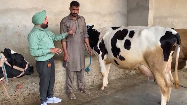 #cordyglow #cordyceps #miimmune #paramsunil #kidenystone #cattlefeed #bestproduct смотреть онлайн